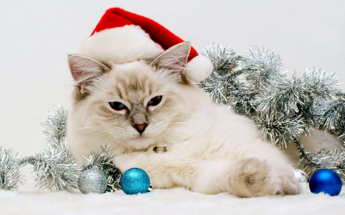 New Year, Cats, Holidays, Animals