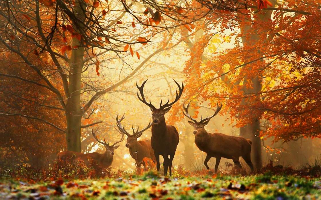 Deers, Autumn, Animals