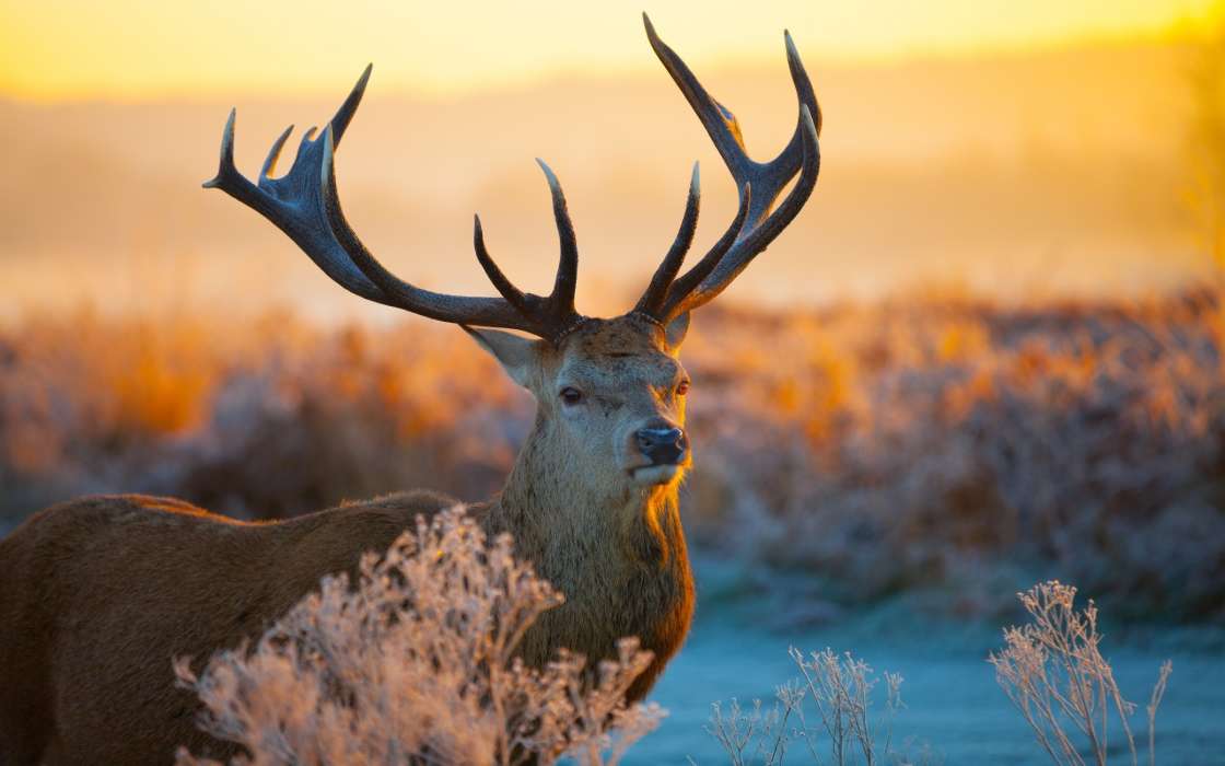 Deers, Sunset, Animals, Winter