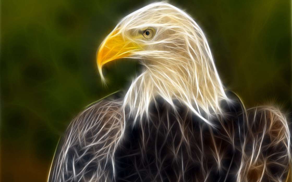 Animals, Drawings, Eagles