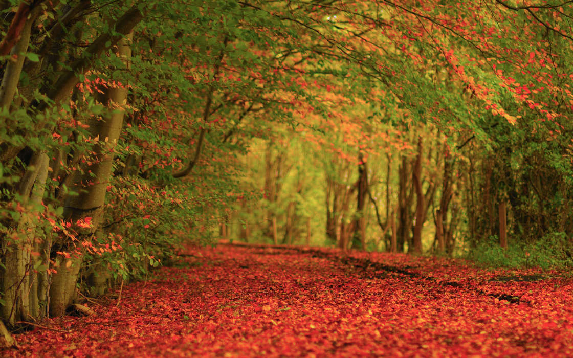 Autumn,Landscape,Nature