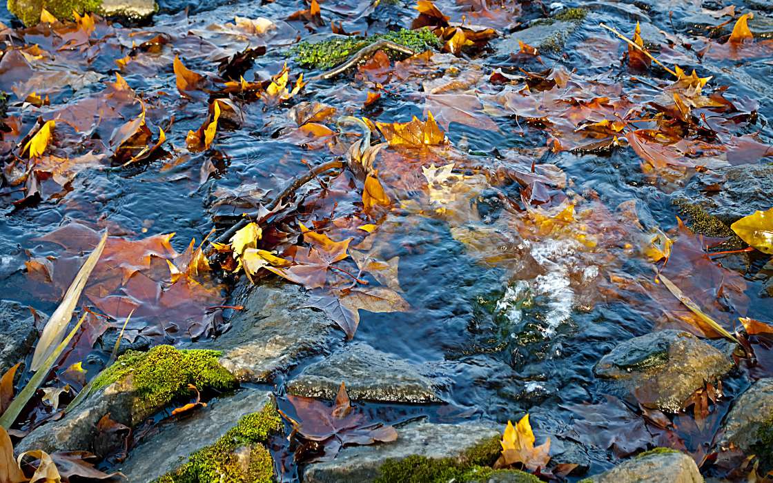 Autumn,Landscape,Water