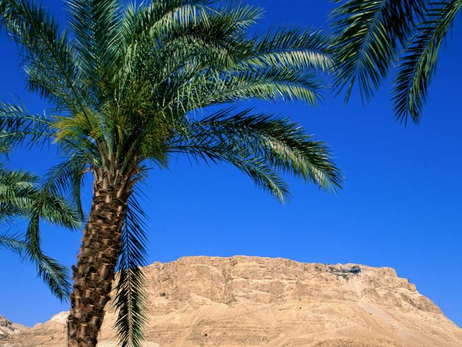 Palms,Landscape