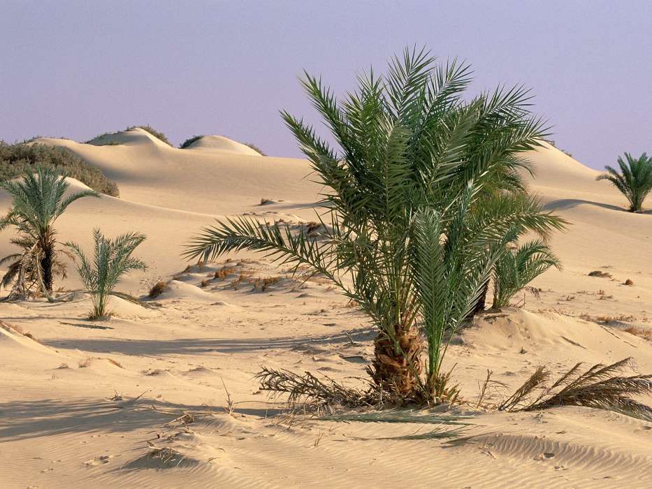 Palms, Landscape, Sand, Desert, Plants