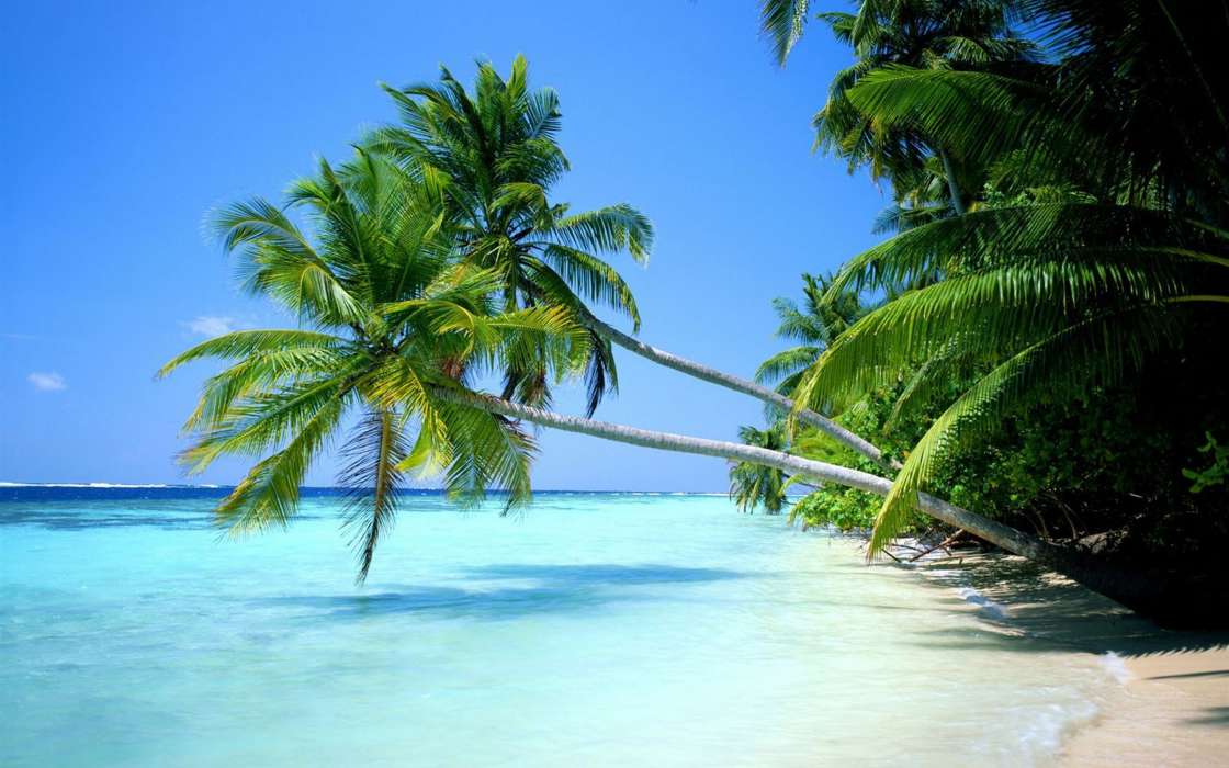 Palms,Landscape,Beach