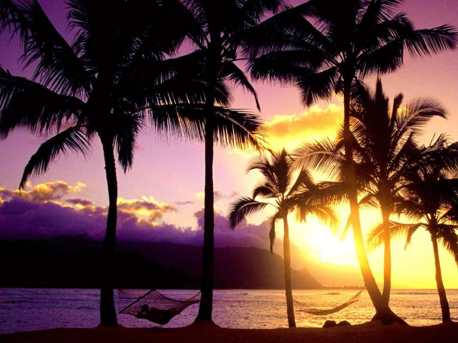 Palms,Landscape,Beach,Sunset