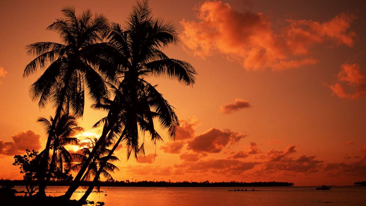 Palms,Landscape,Nature,Sunset