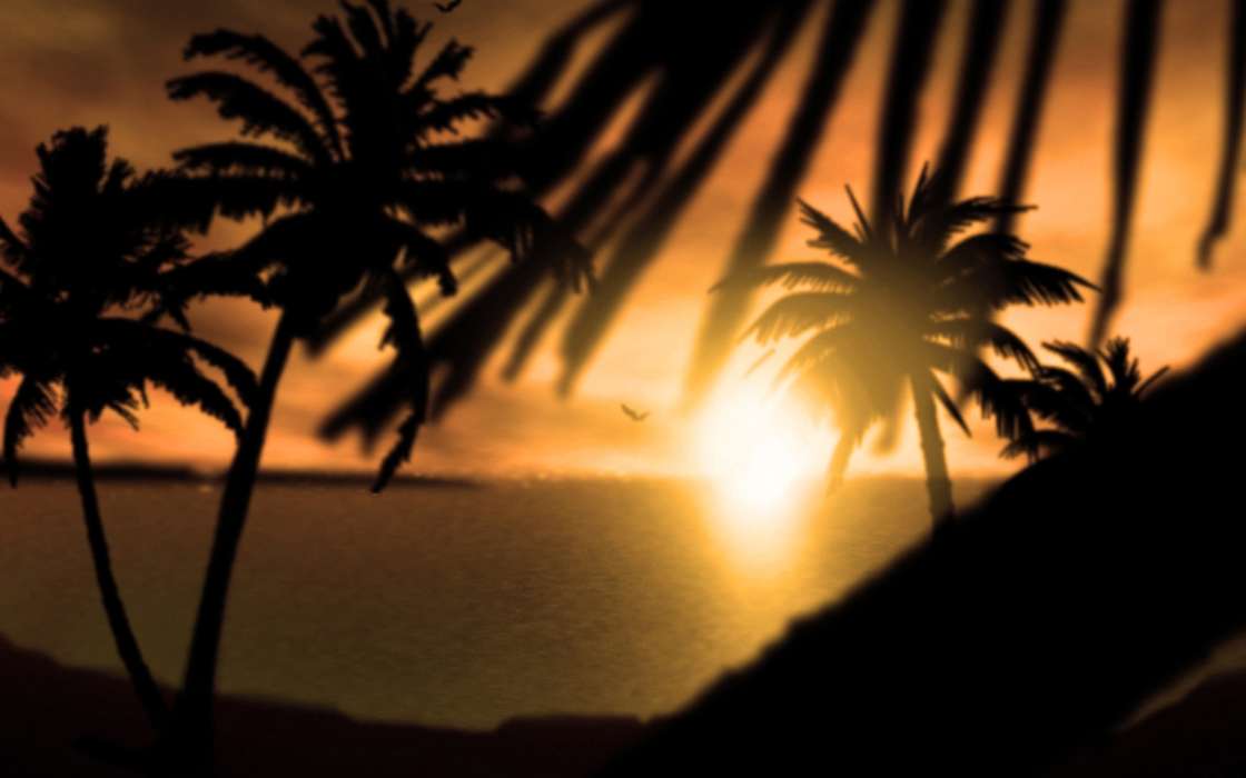 Landscape, Sun, Palms