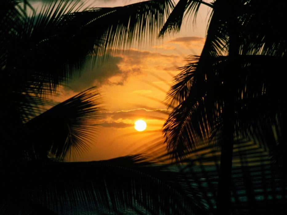 Palms,Landscape,Sunset