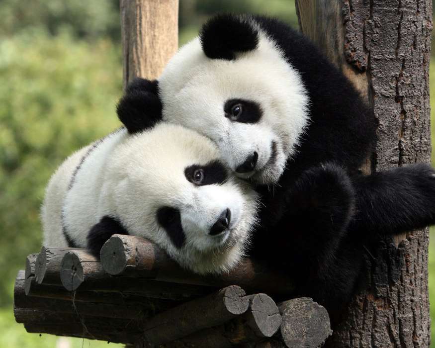 Pandas, Animals