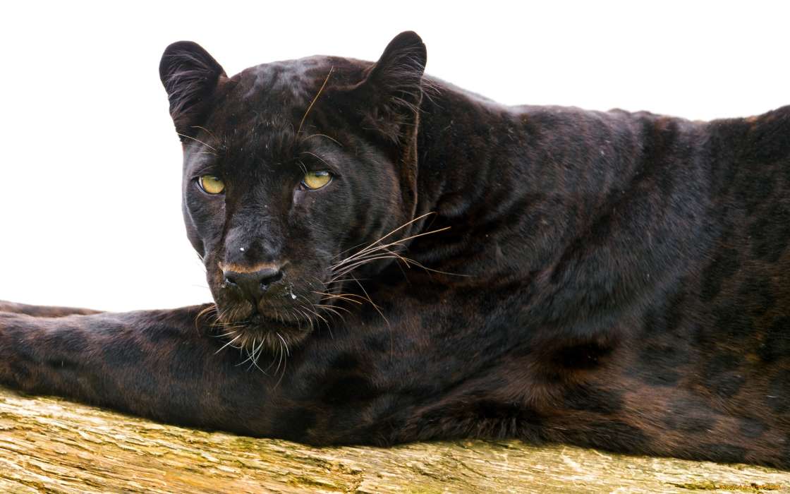 Panthers, Animals