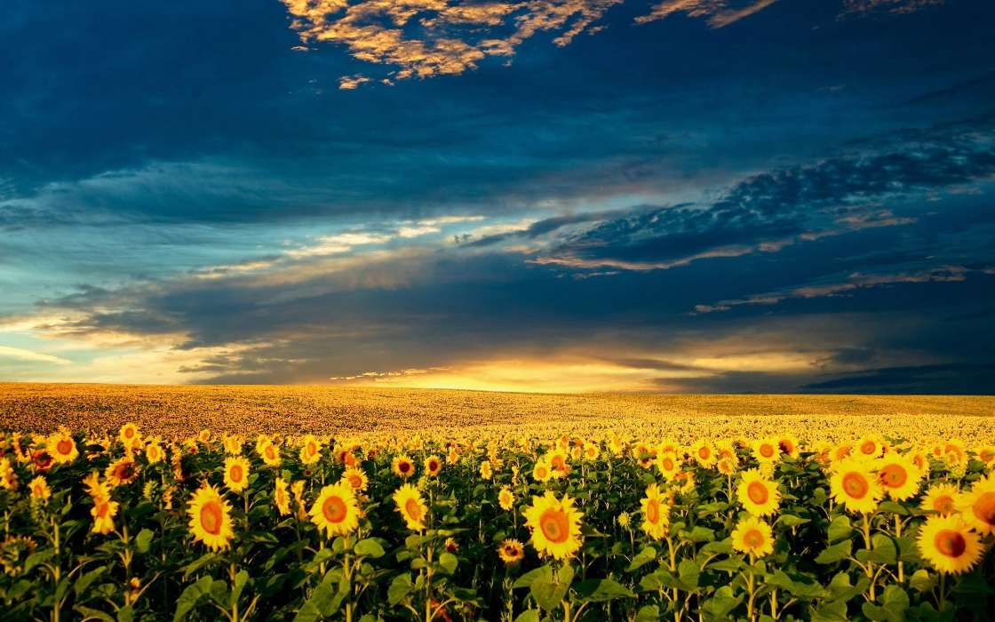 Landscape,Sunflowers,Fields,Nature