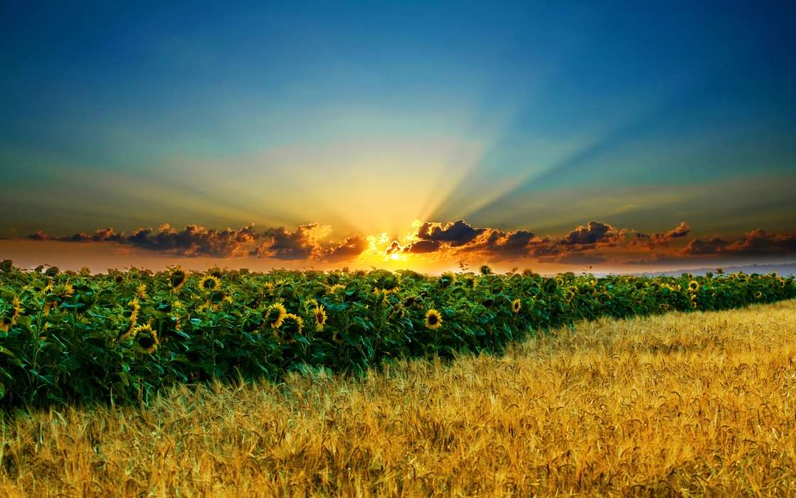 Landscape,Sunflowers,Fields,Sunset