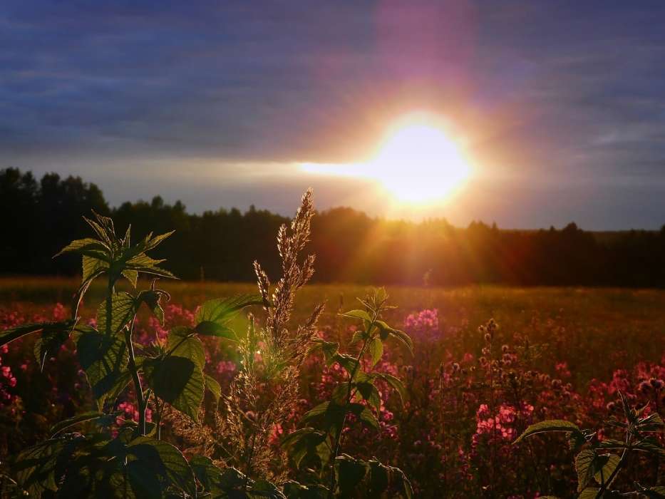 Landscape, Fields, Sun, Sunset