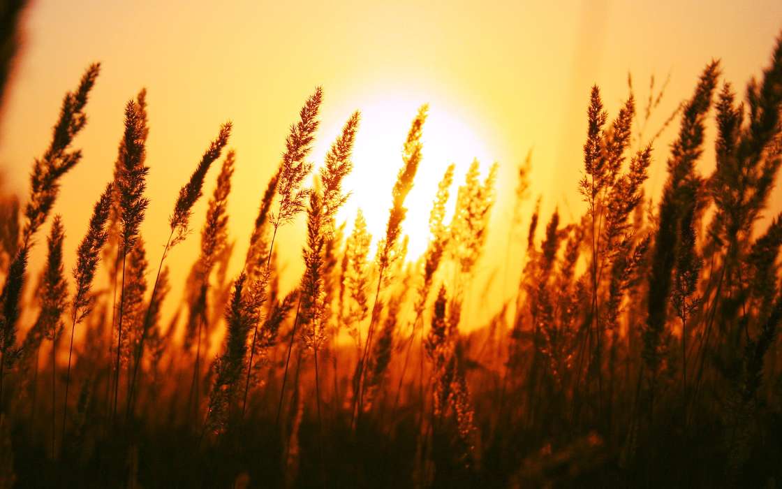 Landscape,Wheat,Sunset