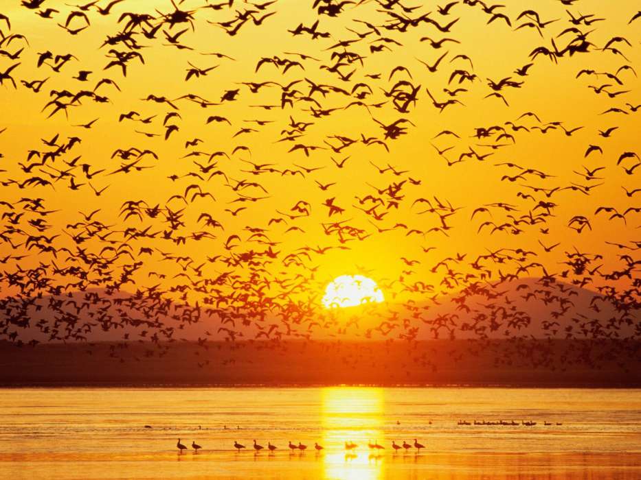 Landscape,Birds,Sunset