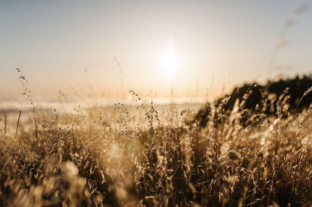 Landscape, Sun, Grass