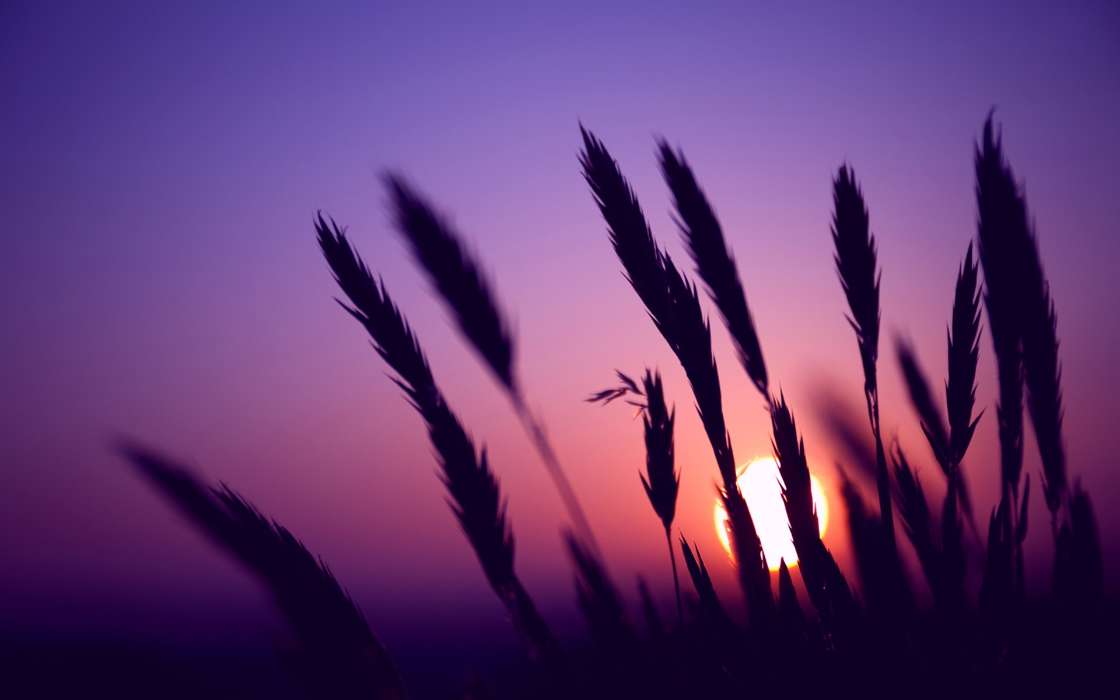 Landscape, Grass, Sunset