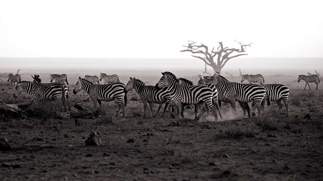 Landscape,Zebra,Animals