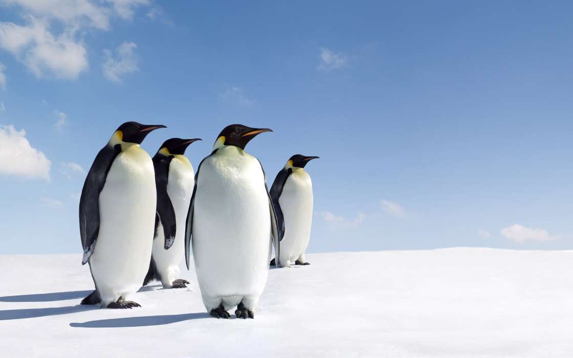 Pinguins,Birds,Animals