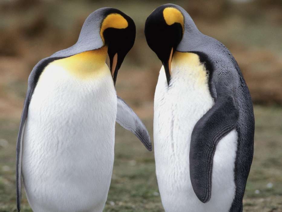 Animals, Pinguins