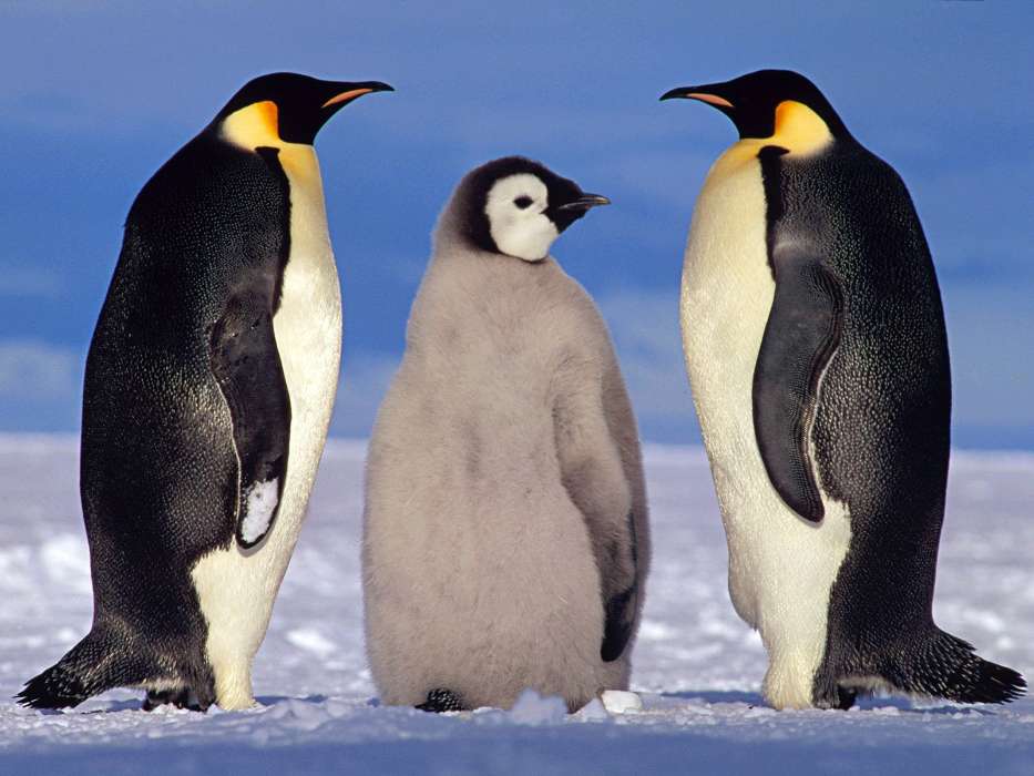 Animals, Winter, Pinguins