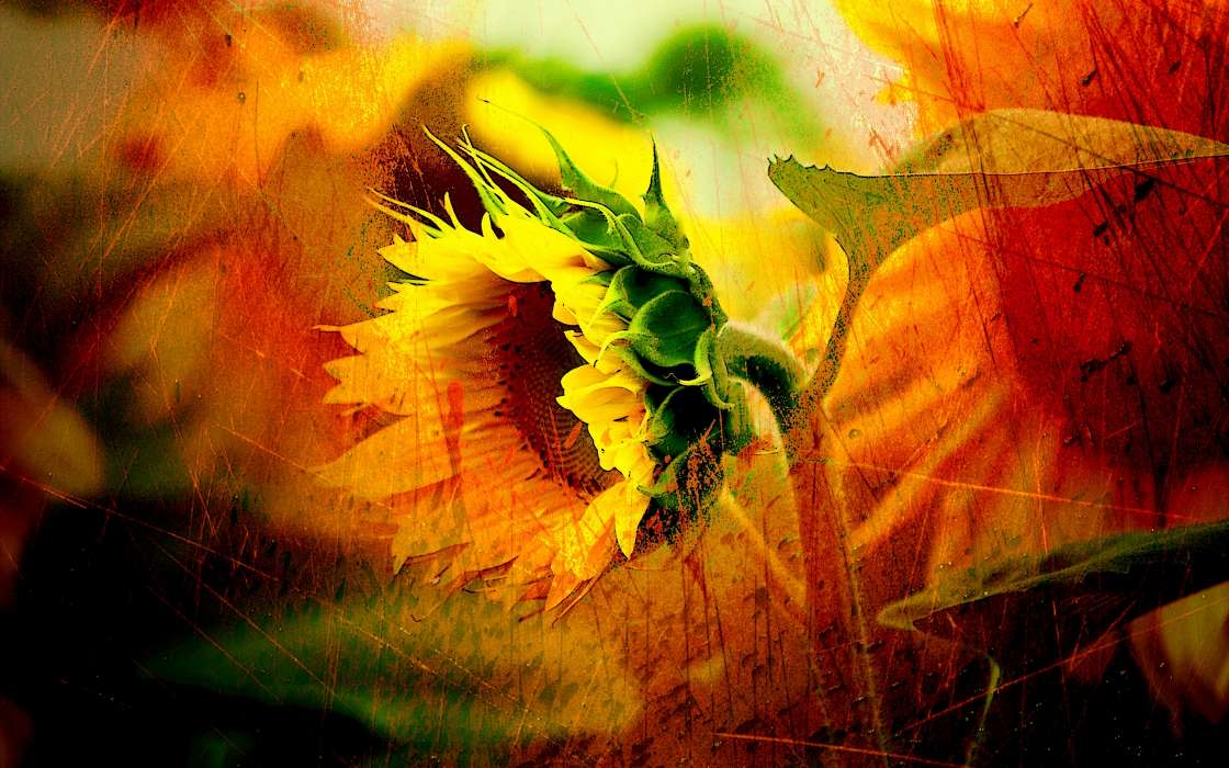 Plants, Sunflowers