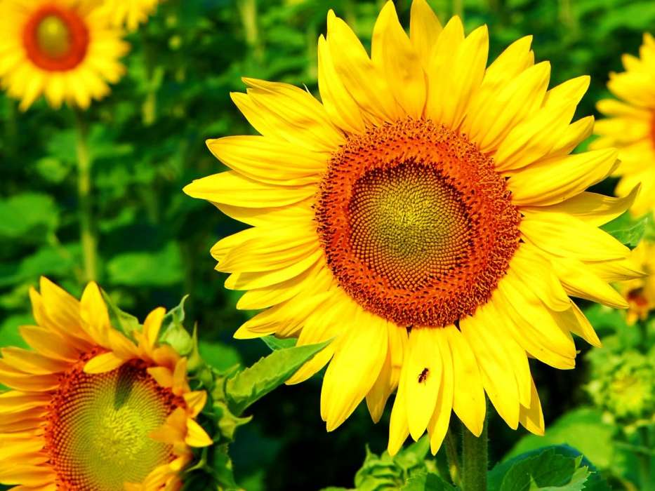 Sunflowers,Plants
