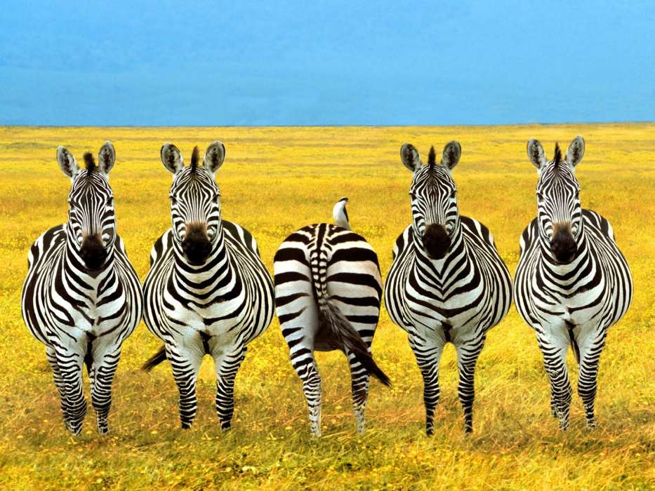 Fields,Zebra,Animals