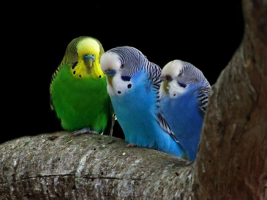 Parrots, Birds, Animals