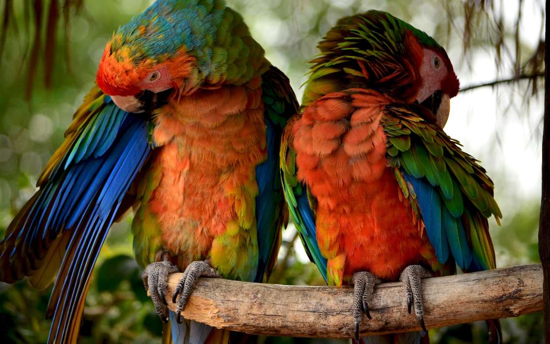 Parrots,Birds,Animals