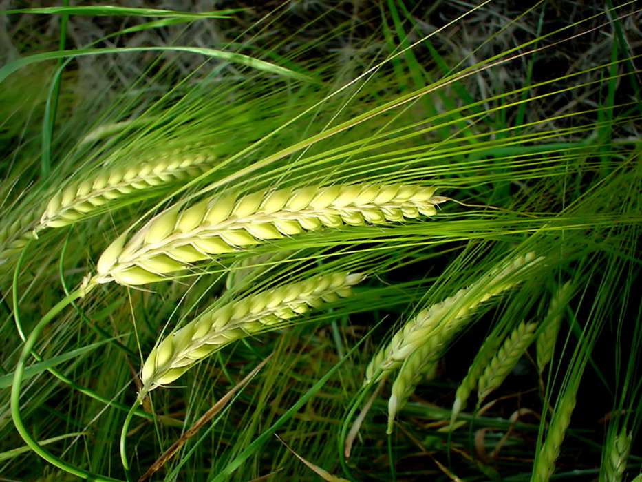 Wheat,Plants