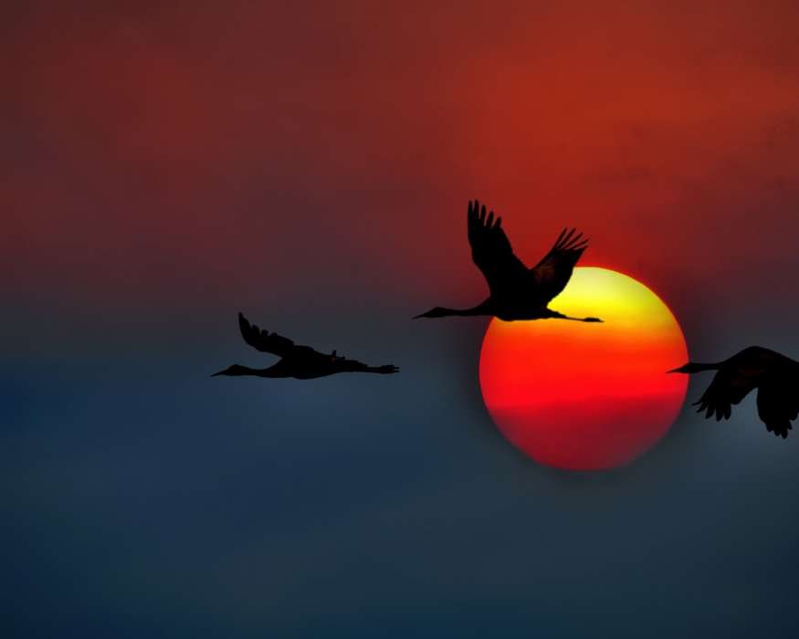 Birds, Pictures, Sunset, Animals, Cranes