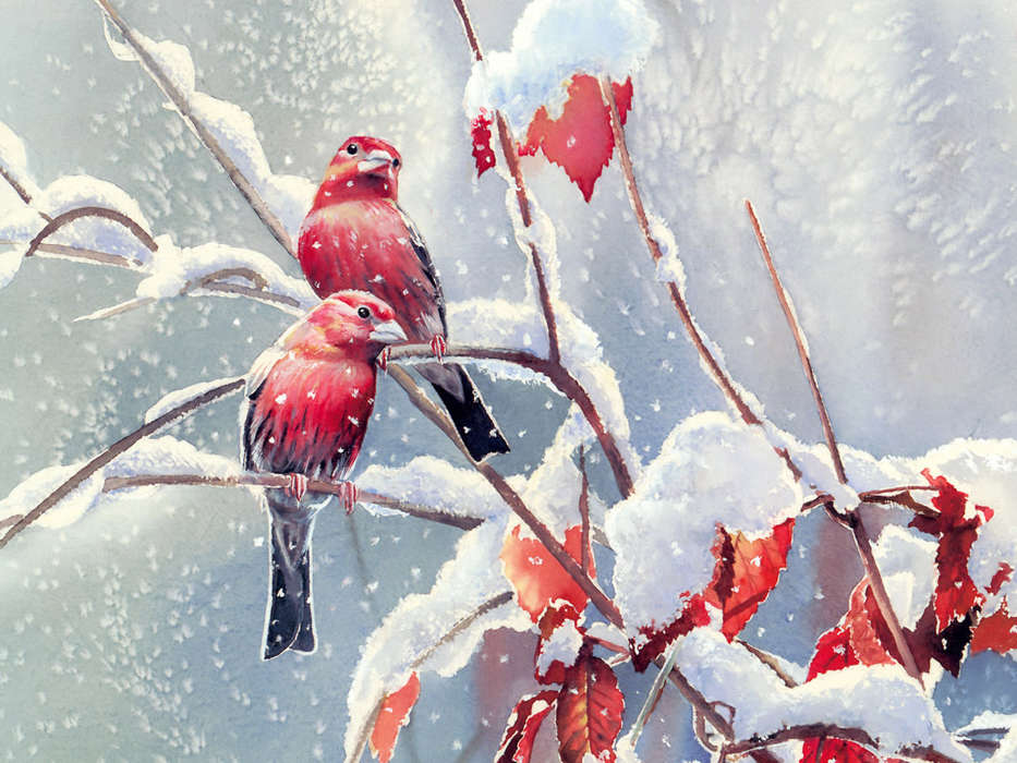 Animals, Winter, Birds, Snow, Drawings