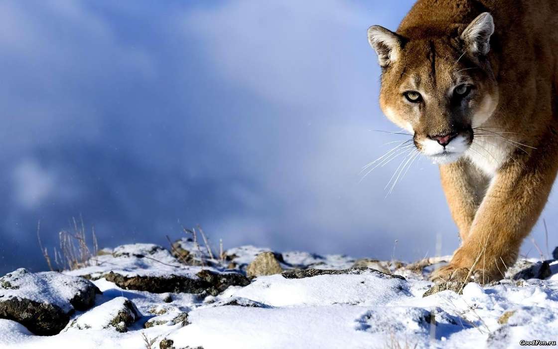 Puma, Snow, Animals