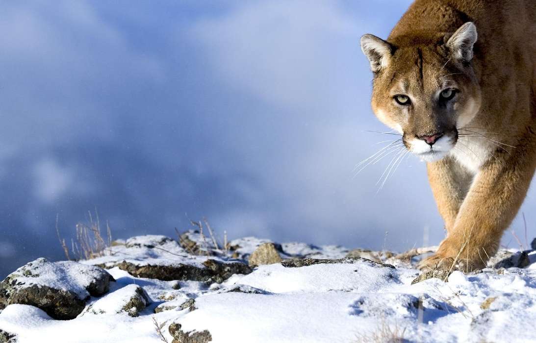 Animals, Winter, Puma
