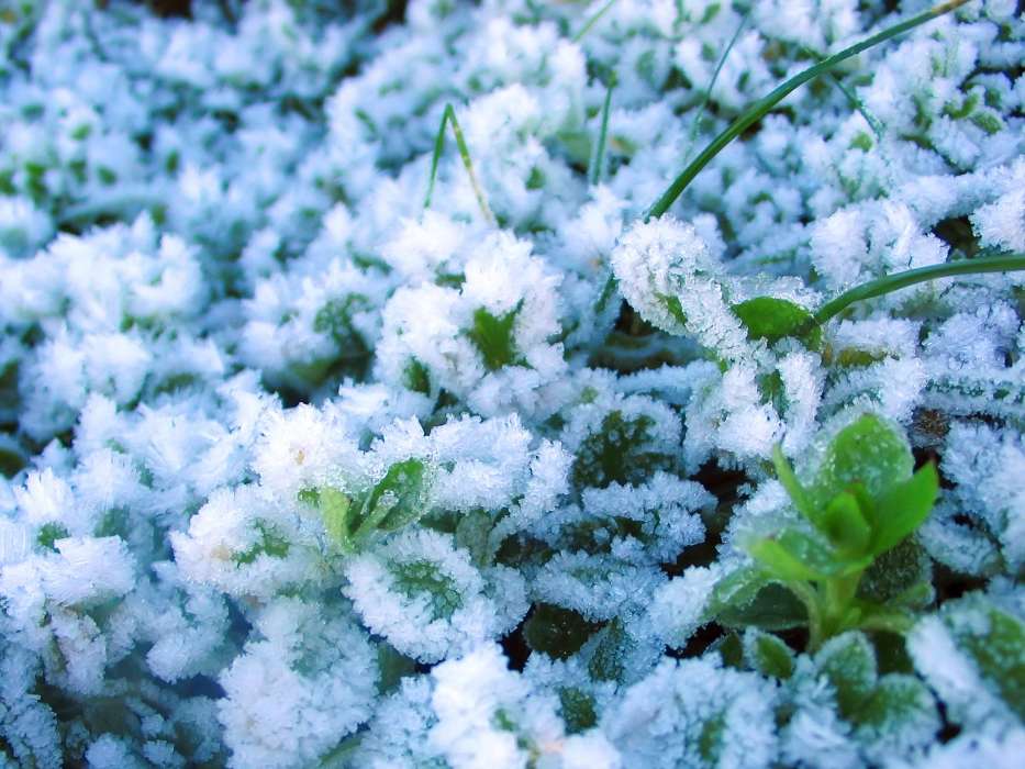 Plants, Snow