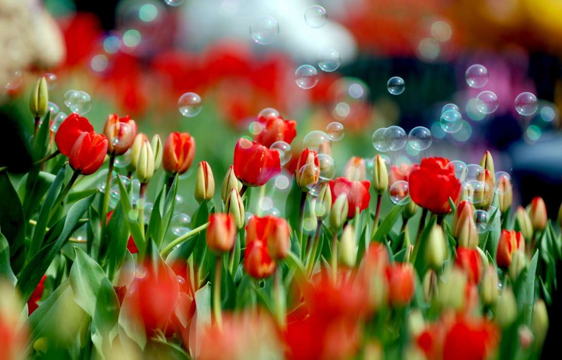 Plants,Tulips