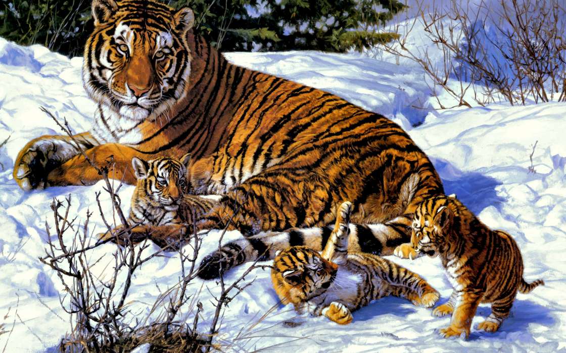 Pictures,Tigers,Animals