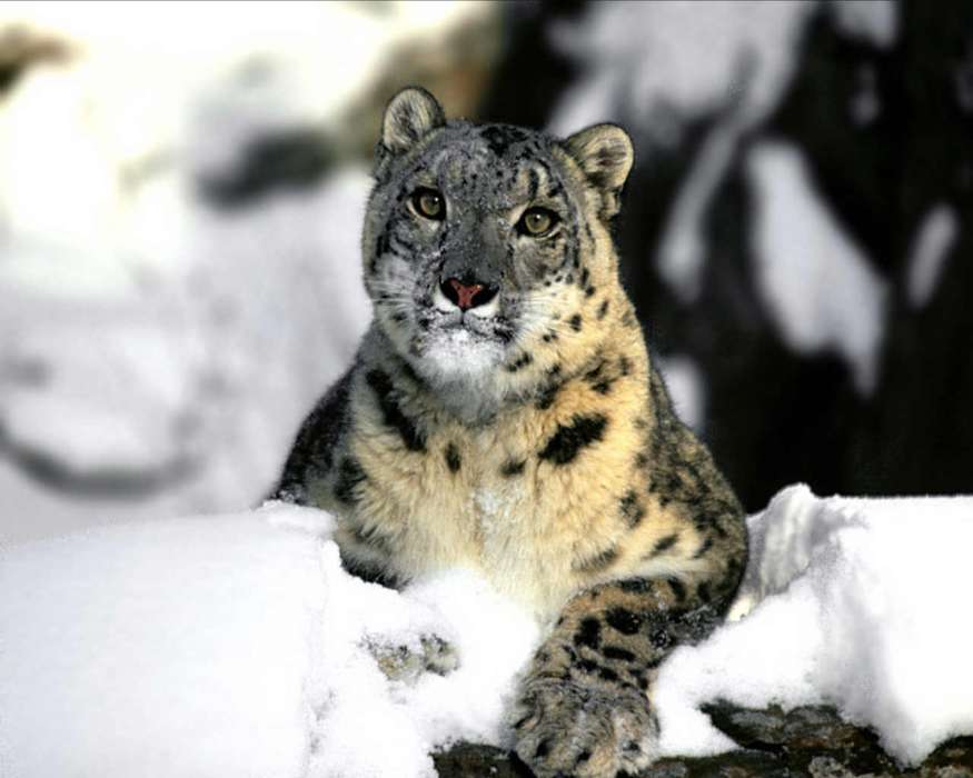 Snow, Snow leopard, Animals