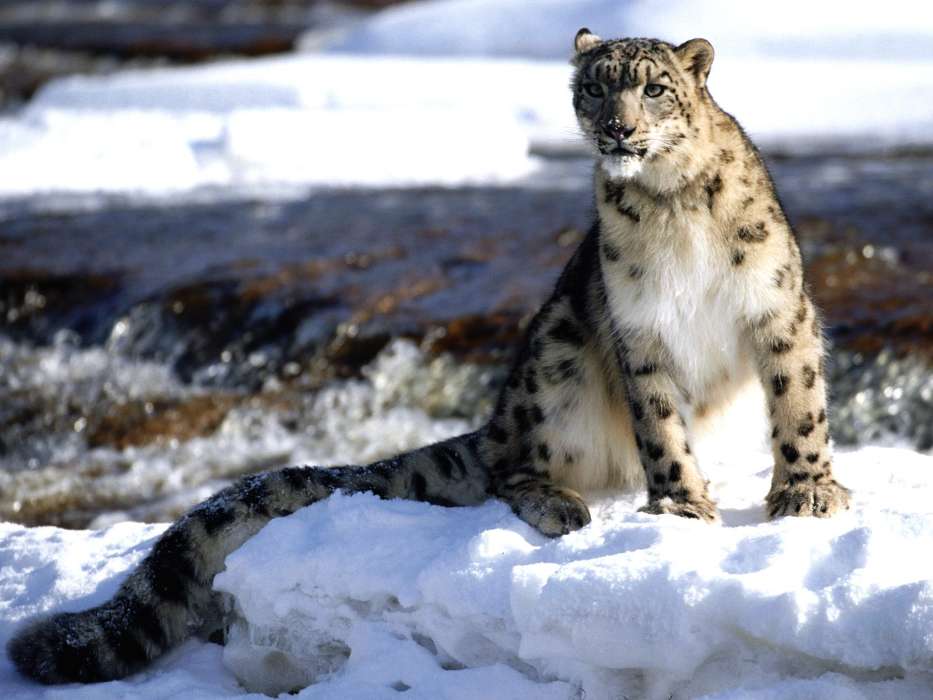 Snow, Snow leopard, Animals, Winter