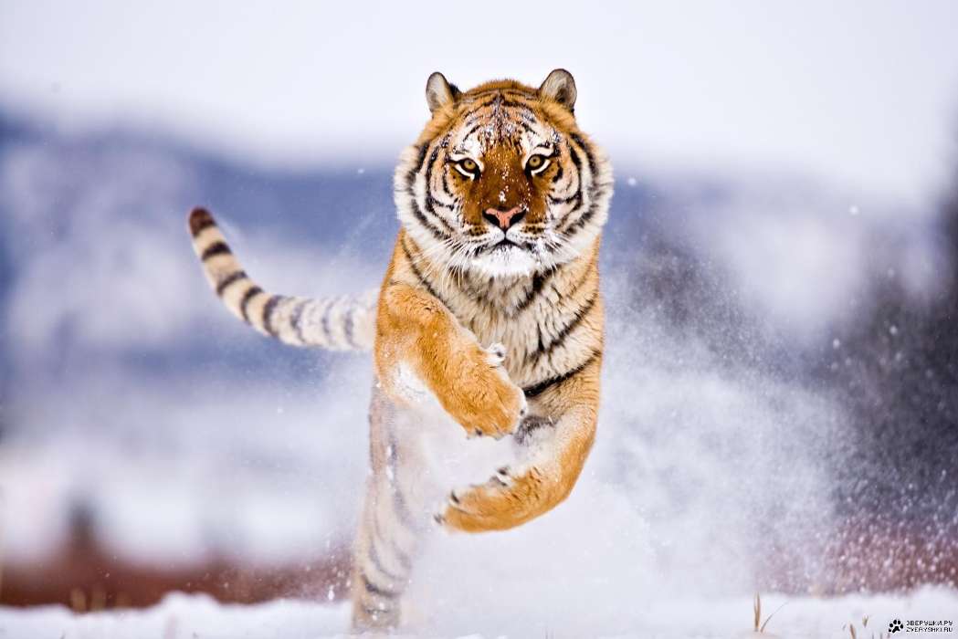 Snow, Tigers, Animals