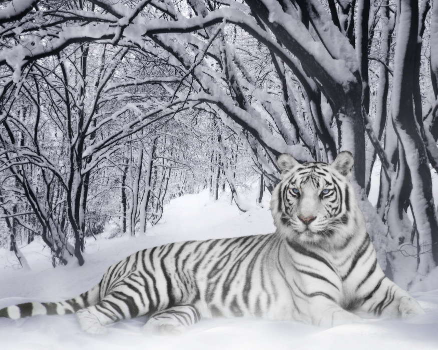Snow, Tigers, Animals, Winter