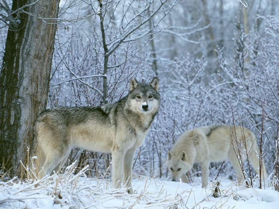 Animals, Wolfs, Winter, Snow