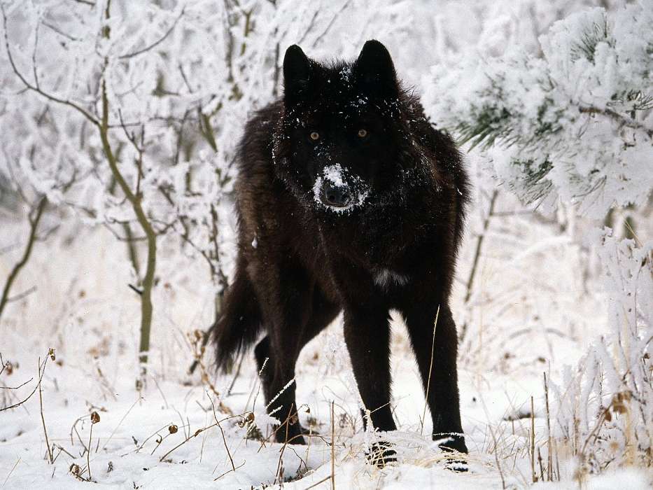 Snow, Wolfs, Animals, Winter