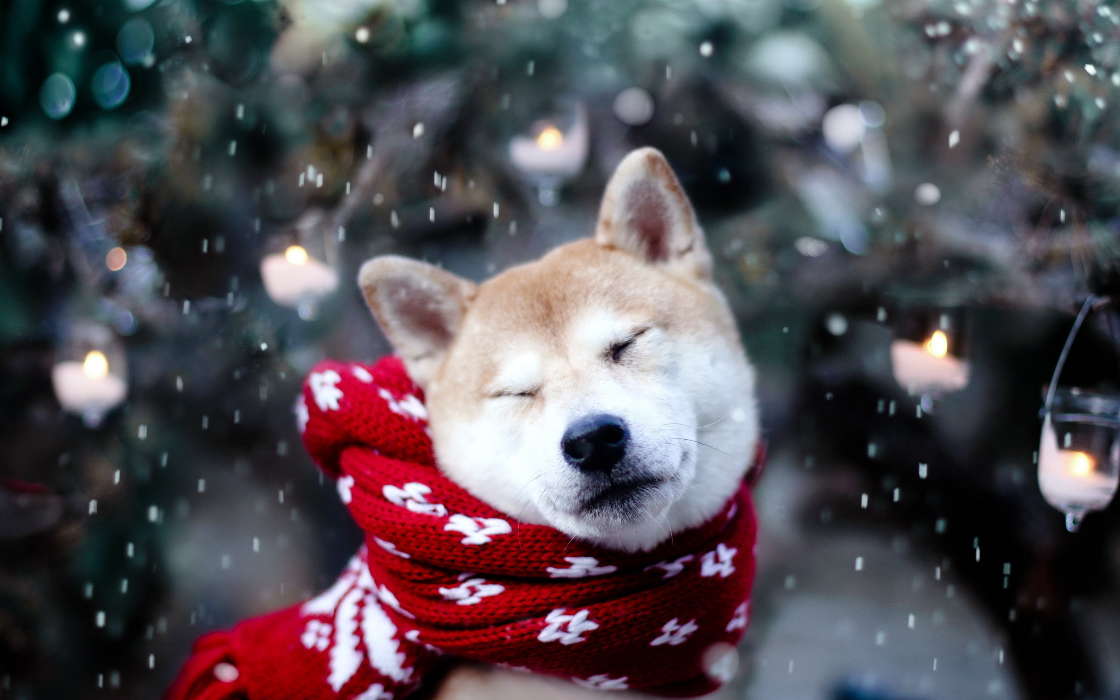 Dogs, Animals, Winter