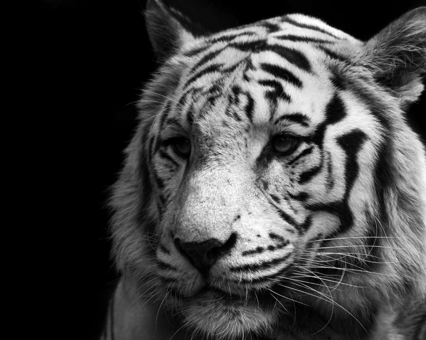 Tigers, Animals