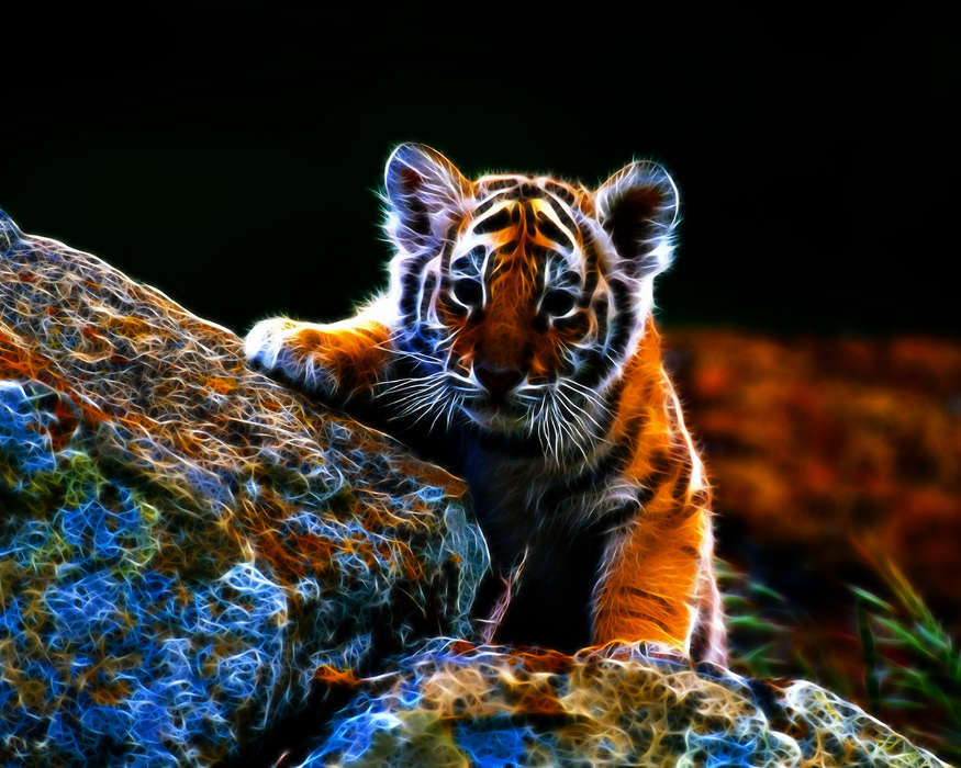 Tigers, Animals