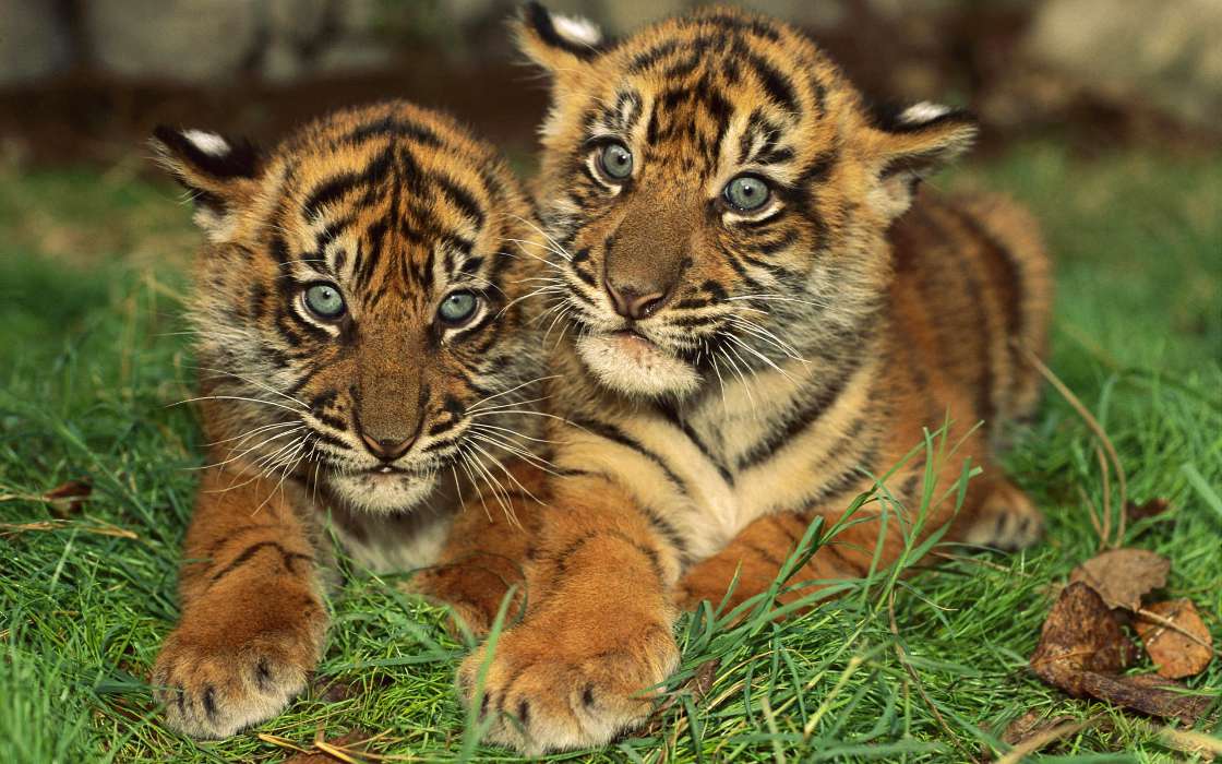 Tigers,Animals