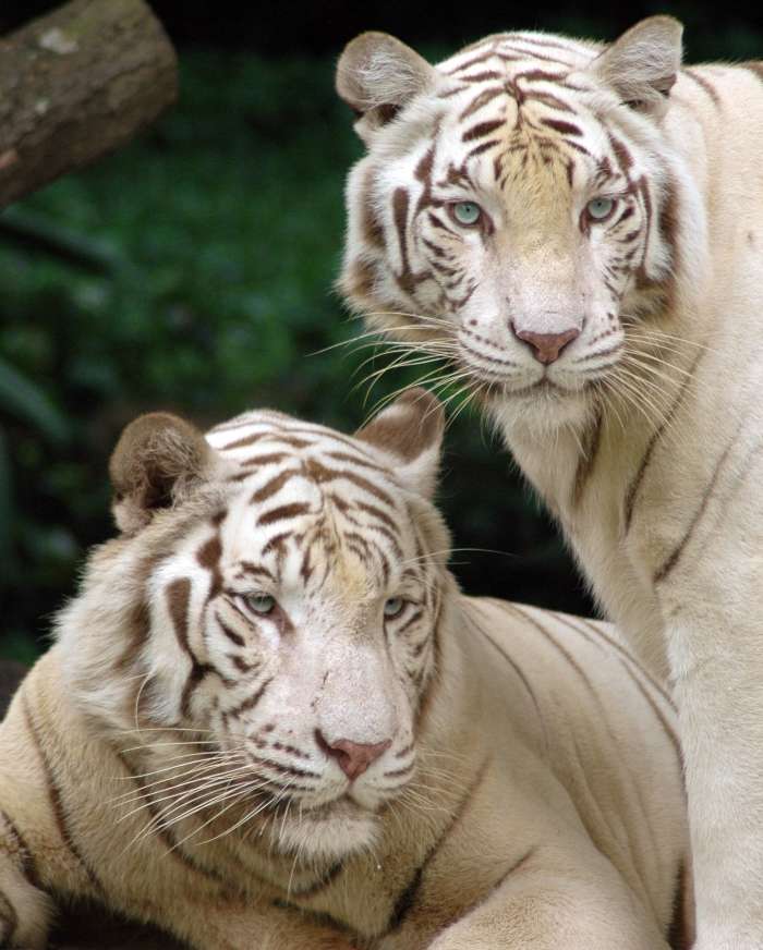 Animals, Tigers
